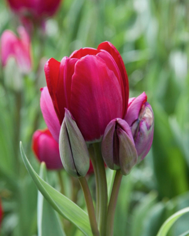 Tulipán mnohokvetý Fiery Club 12/+, 100 kusov